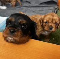 Theodore (Teddy), a male Cavalier King Charles Spaniel for sale in Queen Creek, AZ – 5 of 7
