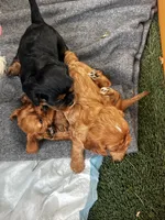 Blaze, a male Cavalier King Charles Spaniel for sale in Queen Creek, AZ – 4 of 7