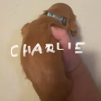 Charlie, a male Cavalier King Charles Spaniel for sale in Glendale, AZ – Photo 2 of 3