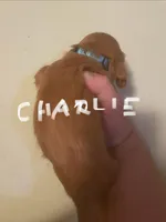 Charlie, a male Cavalier King Charles Spaniel for sale in Glendale, AZ – Photo 2 of 3