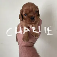 Charlie, a male Cavalier King Charles Spaniel for sale in Glendale, AZ – Photo 3 of 3