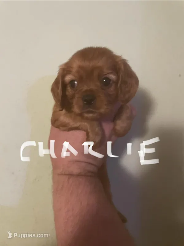 Charlie