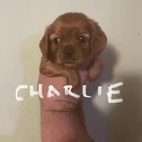 Charlie, a male Cavalier King Charles Spaniel for sale in Glendale, AZ – Photo 1 of 3