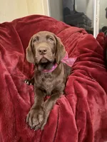 Millie, a female Labrador Retriever for sale in Queen Creek, AZ – 10 of 10