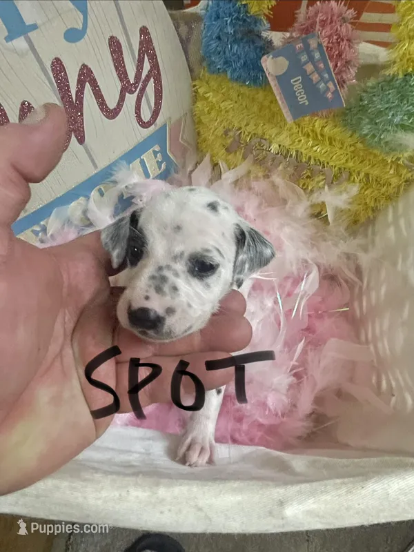 Spot – Dalmatian puppy for sale in Glendale, AZ