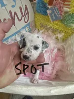 Spot, a male Dalmatian for sale in Glendale, AZ – Photo 1 of 2