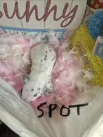 Spot, a male Dalmatian for sale in Glendale, AZ – Photo 2 of 2