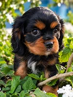 Theodore (Teddy), a male Cavalier King Charles Spaniel for sale in Queen Creek, AZ – 1 of 7