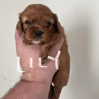 Lily, a female Cavalier King Charles Spaniel for sale in Glendale, AZ – Photo 3 of 4