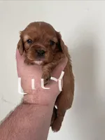 Lily, a female Cavalier King Charles Spaniel for sale in Glendale, AZ – Photo 3 of 4