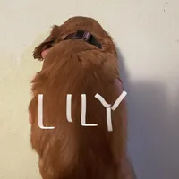 Lily, a female Cavalier King Charles Spaniel for sale in Glendale, AZ – Photo 2 of 4