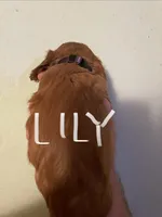 Lily, a female Cavalier King Charles Spaniel for sale in Glendale, AZ – Photo 2 of 4