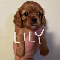 Lily, a female Cavalier King Charles Spaniel for sale in Glendale, AZ – Photo 1 of 4