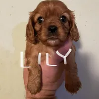 Lily, a female Cavalier King Charles Spaniel for sale in Glendale, AZ – Photo 4 of 4