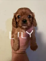 Lily, a female Cavalier King Charles Spaniel for sale in Glendale, AZ – Photo 4 of 4
