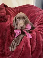 Millie, a female Labrador Retriever for sale in Queen Creek, AZ – 8 of 10