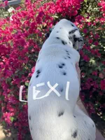 Lexi, a female Dalmatian for sale in Glendale, AZ – 2 of 2
