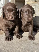 Kiss, a female Labrador Retriever for sale in Queen Creek, AZ – 5 of 7