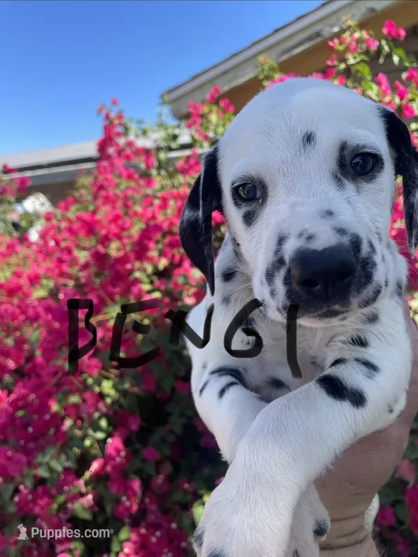 Bengi  – Dalmatian puppy for sale in Glendale, AZ