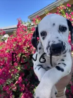 Bengi , a male Dalmatian for sale in Glendale, AZ – 1 of 5