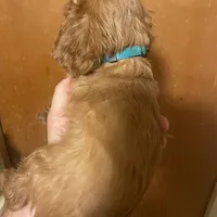 Manny, a male Cavalier King Charles Spaniel for sale in Glendale, AZ – Photo 2 of 2