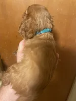 processed/57b2e13b-865c-42c3-89f0-cf81749bf16c/listing/8955a147-7c05-4632-9b74-4d5f4fd5381b/00fa3308-e915-4cda-8971-dd9e2ac27424