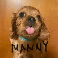 Manny, a male Cavalier King Charles Spaniel for sale in Glendale, AZ – Photo 1 of 2