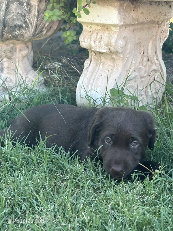 Tutsi – Labrador Retriever puppy for sale in Queen Creek, AZ