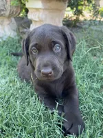 Kiss, a female Labrador Retriever for sale in Queen Creek, AZ – 4 of 7