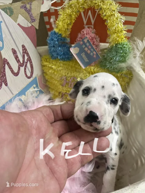Kelli, a female Dalmatian for sale in Glendale, AZ – Photo 1 of 2