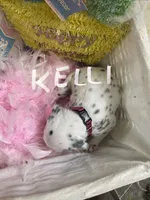 Kelli, a female Dalmatian for sale in Glendale, AZ – Photo 2 of 2