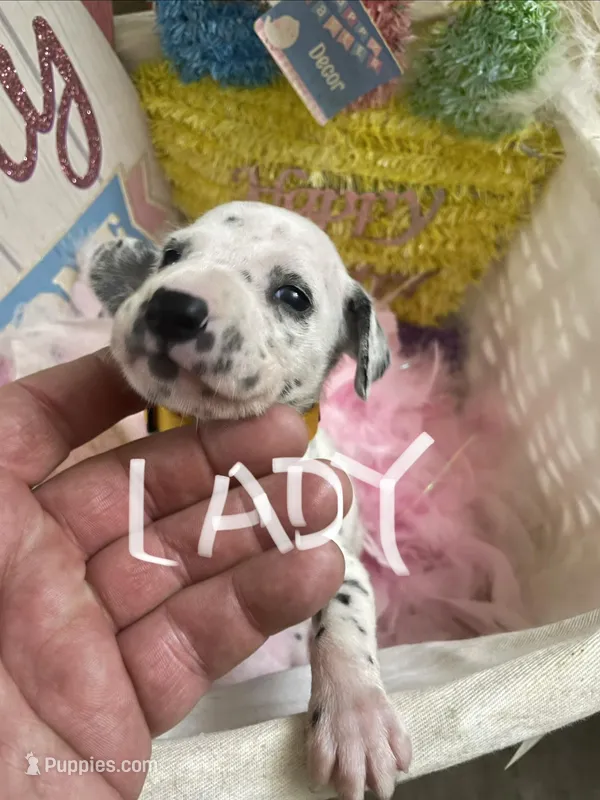 Lady – Dalmatian puppy for sale in Glendale, AZ