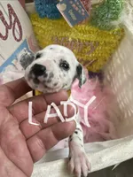 Lady, a male Dalmatian for sale in Glendale, AZ – Photo 1 of 2
