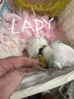 Lady, a male Dalmatian for sale in Glendale, AZ – Photo 2 of 2