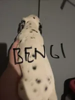 Bengi , a male Dalmatian for sale in Glendale, AZ – 5 of 5