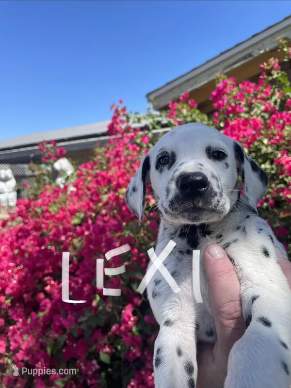 Lexi – Dalmatian puppy for sale in Glendale, AZ