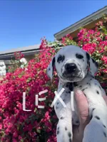 Lexi, a female Dalmatian for sale in Glendale, AZ – 1 of 2