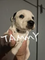 Tammy, a female Dalmatian for sale in Glendale, AZ – 3 of 4
