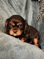 Theodore (Teddy), a male Cavalier King Charles Spaniel for sale in Queen Creek, AZ – 4 of 7