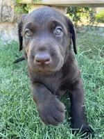 Kiss, a female Labrador Retriever for sale in Queen Creek, AZ – 1 of 7