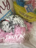 Sonya, a male Dalmatian for sale in Glendale, AZ – Photo 2 of 2