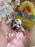 Sonya, a male Dalmatian for sale in Glendale, AZ – Photo 1 of 2