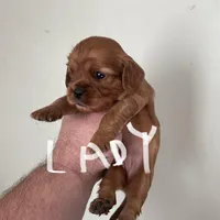 Lady, a female Cavalier King Charles Spaniel for sale in Glendale, AZ – Photo 3 of 3