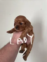 Lady, a female Cavalier King Charles Spaniel for sale in Glendale, AZ – Photo 3 of 3