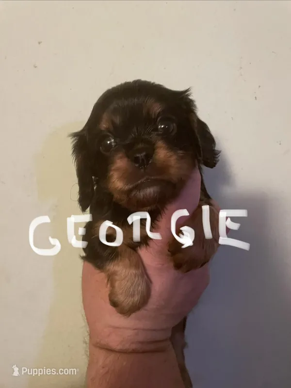 Georgie
