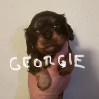 Georgie, a male Cavalier King Charles Spaniel for sale in Glendale, AZ – Photo 1 of 3