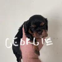 Georgie, a male Cavalier King Charles Spaniel for sale in Glendale, AZ – Photo 3 of 3