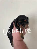 Georgie, a male Cavalier King Charles Spaniel for sale in Glendale, AZ – Photo 3 of 3