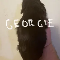 Georgie, a male Cavalier King Charles Spaniel for sale in Glendale, AZ – Photo 2 of 3