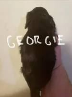 Georgie, a male Cavalier King Charles Spaniel for sale in Glendale, AZ – Photo 2 of 3